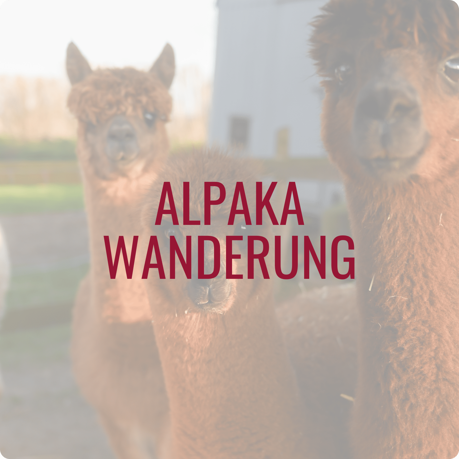 Alpaka Wanderung